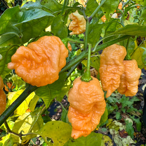 Brain Collapse Peach - Seeds