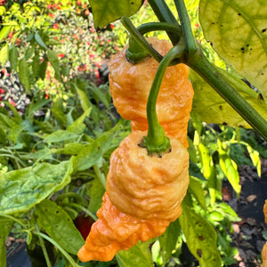 Brain Collapse Peach - Seeds