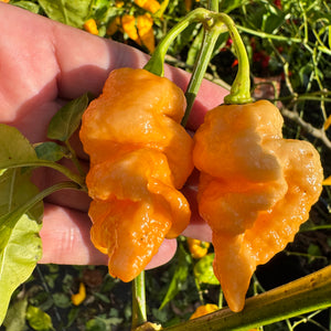 Brain Collapse Peach - Seeds