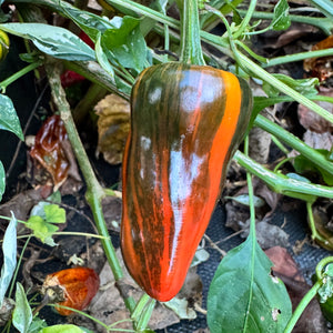 Bryans Blood Rainbow - Seeds