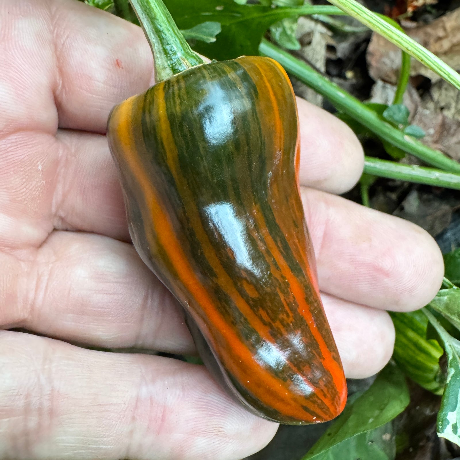 Bryans Blood Rainbow - Seeds