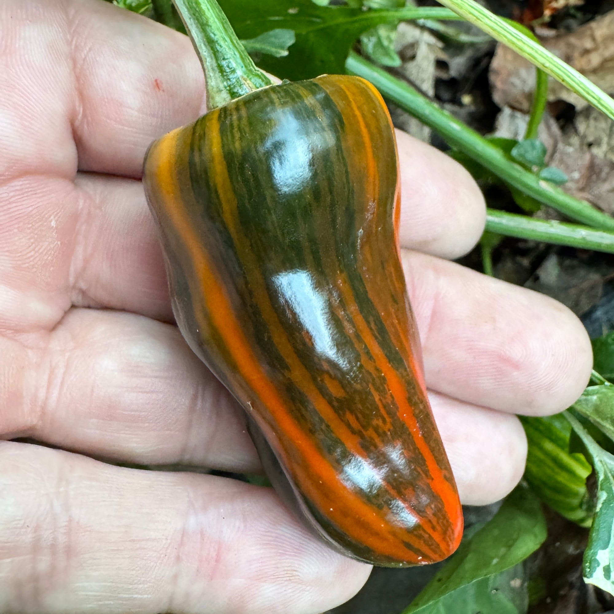 Bryans Blood Rainbow - Seeds