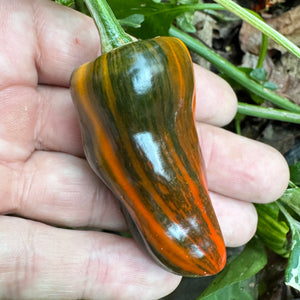 Bryans Blood Rainbow - Seeds