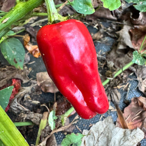 Bryans Blood Rainbow - Seeds