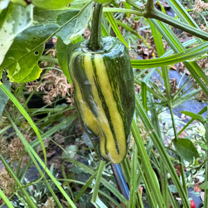 Bryans Blood Rainbow - Seeds