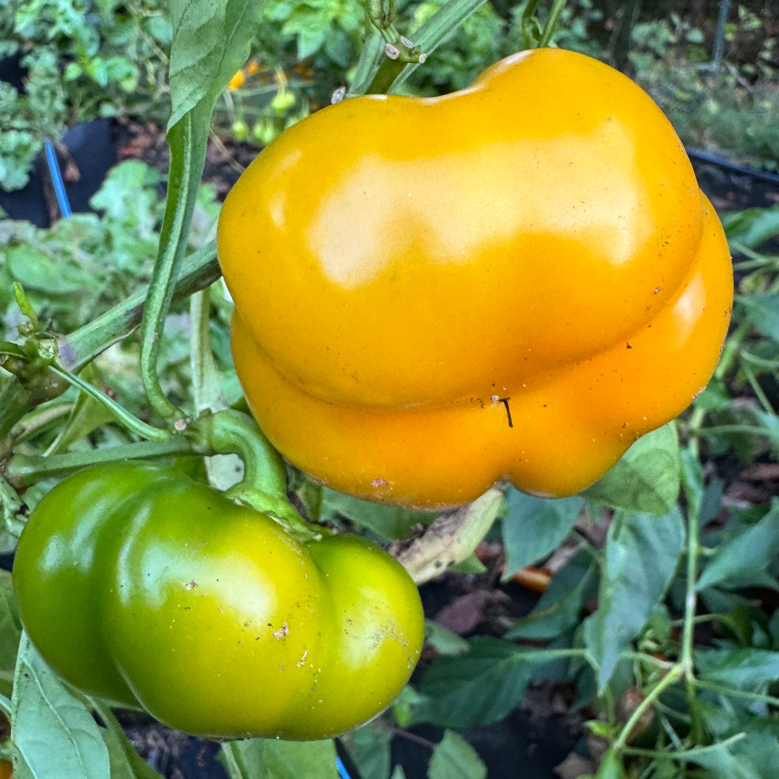 Paradicsom Alaku Sarga Szentes  - Seeds