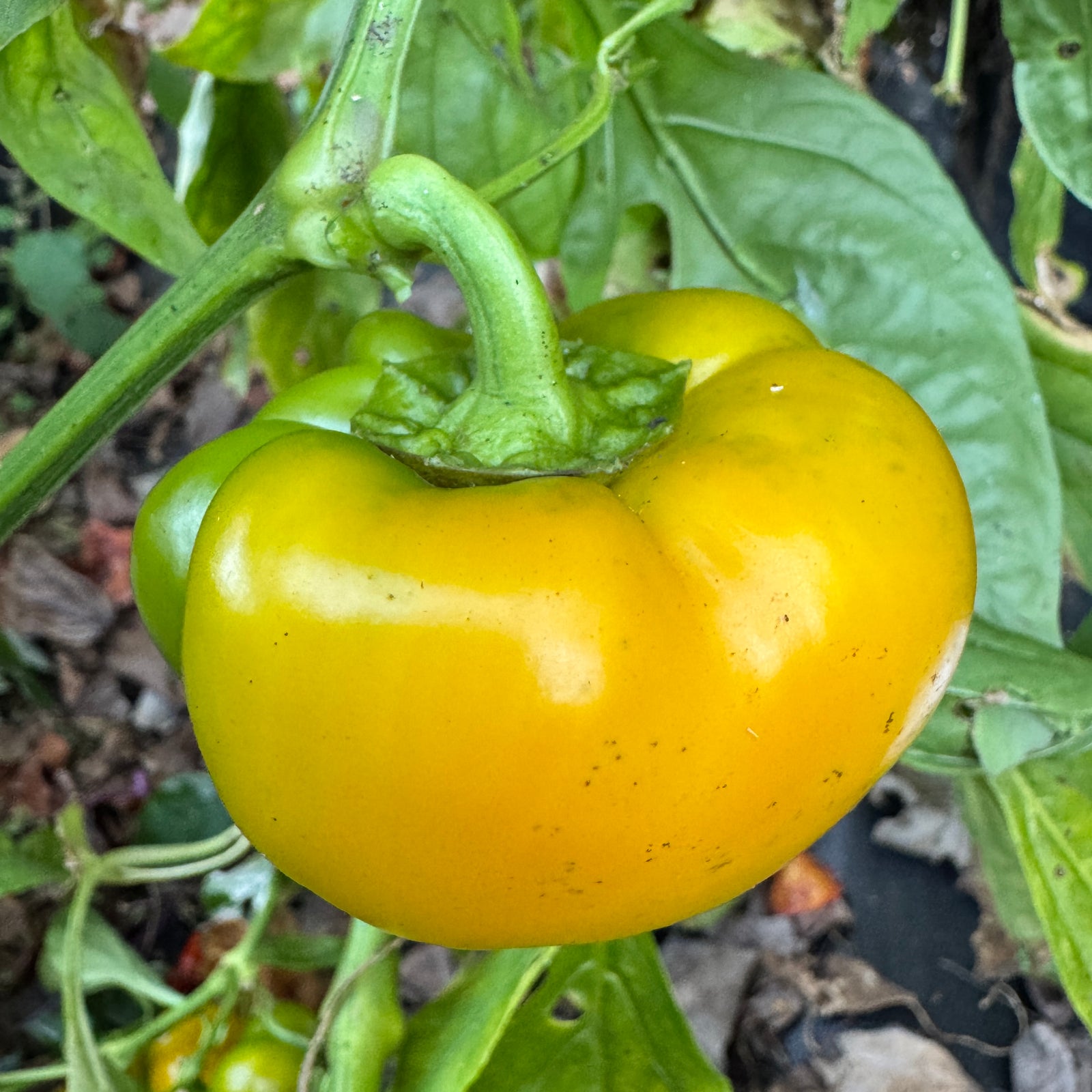 Paradicsom Alaku Sarga Szentes  - Seeds