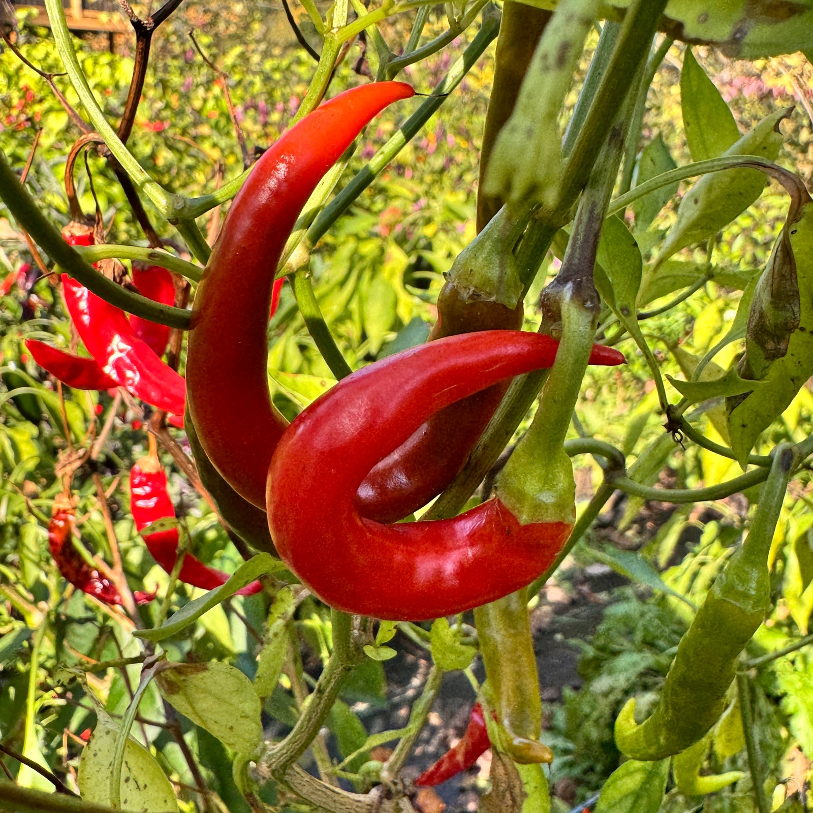 Cayenne Ring of Fire - Seeds