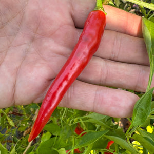 Cayenne Ring of Fire - Seeds
