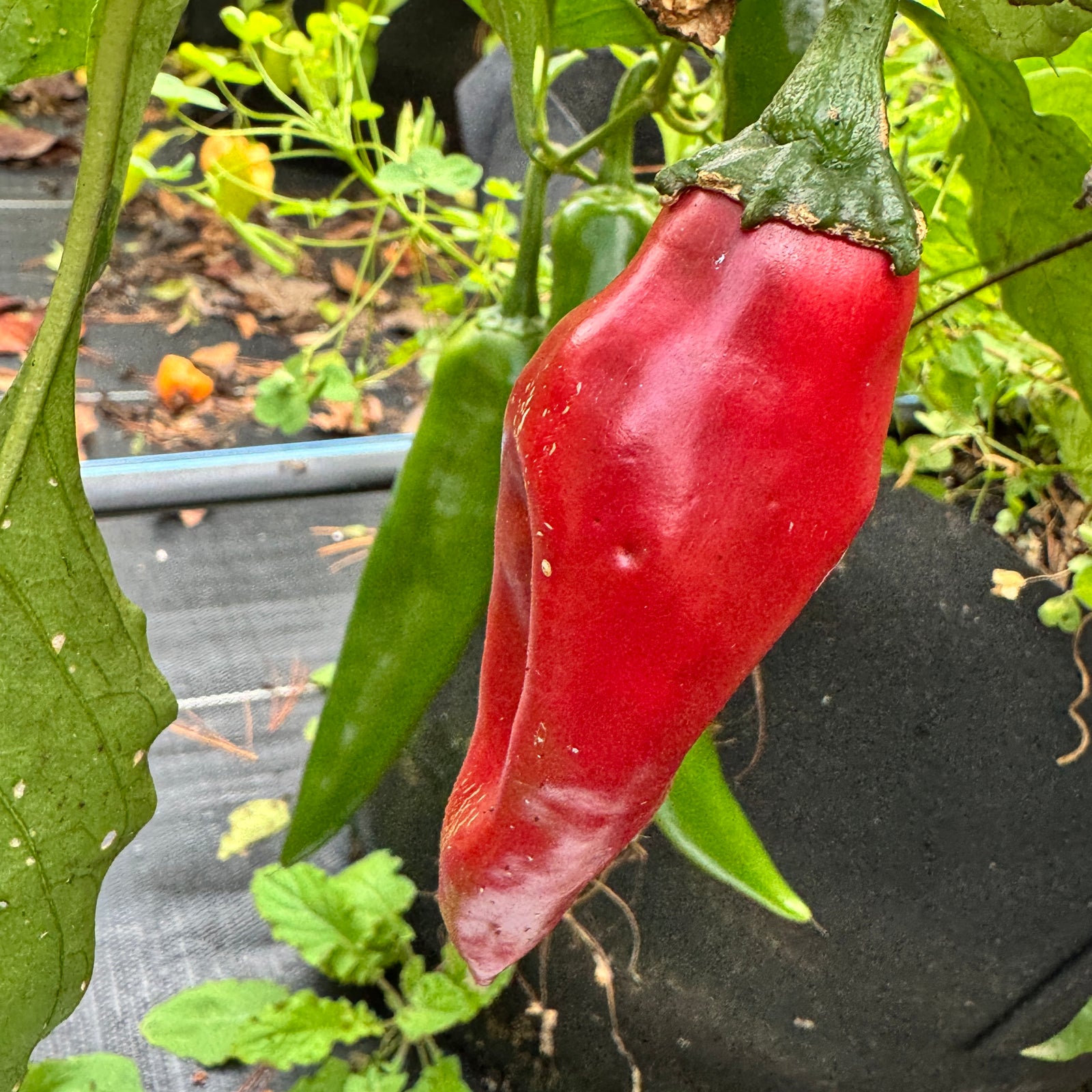 Dynamite Green Chile - Seeds