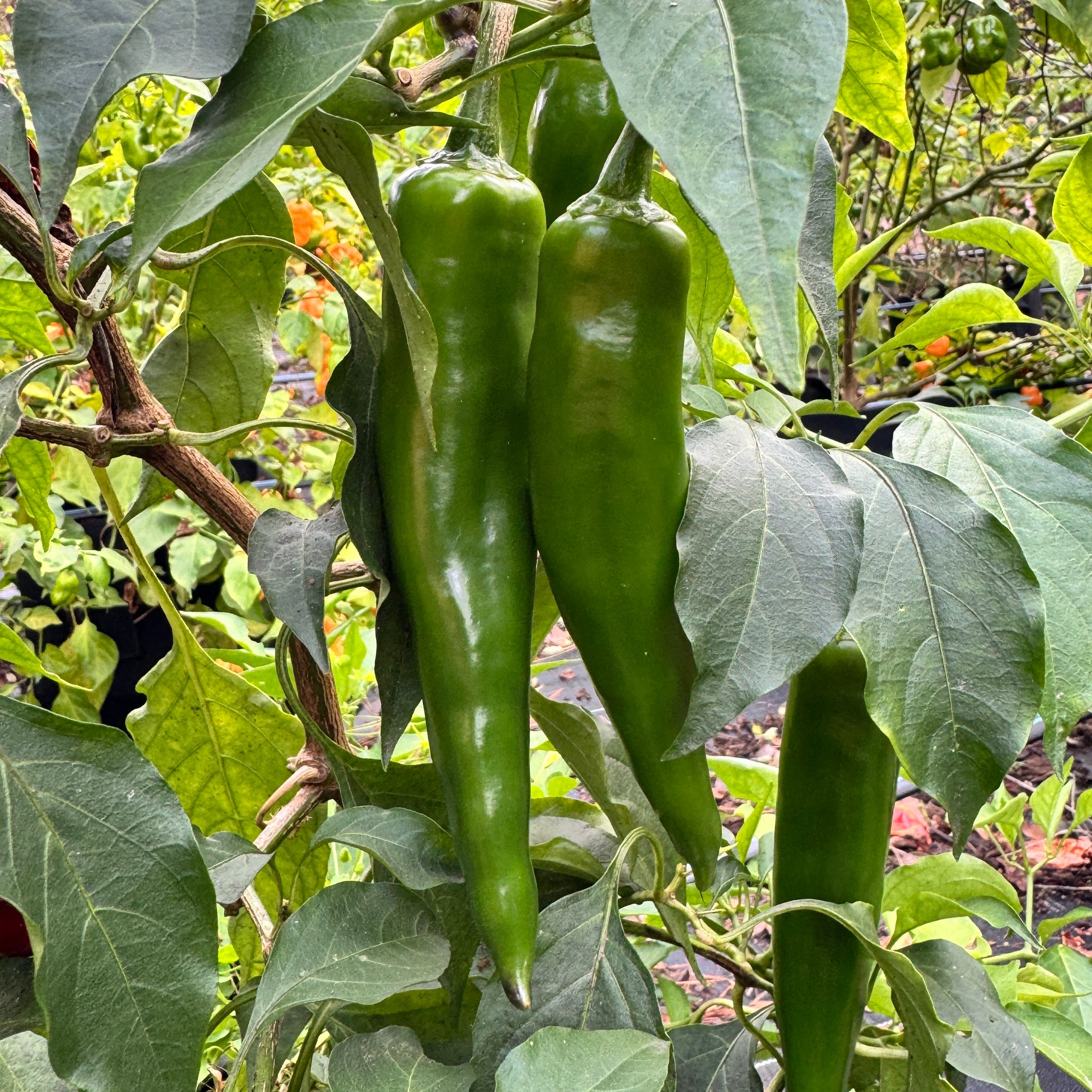 plant green pepper seeds Dynamite Green Chile