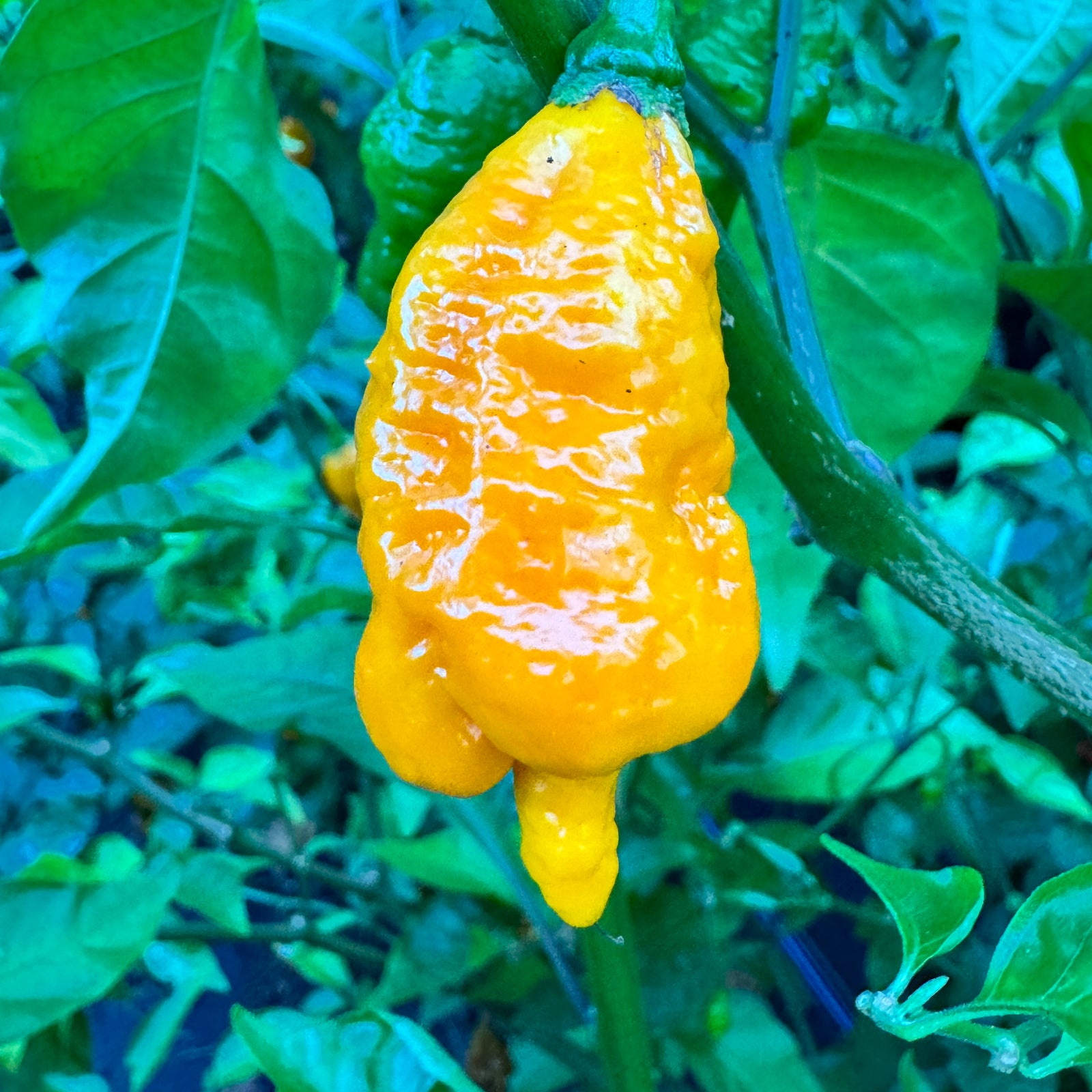 Dystopia Yellow - Seeds