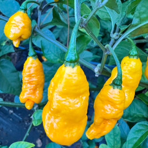 Dystopia Yellow - Seeds