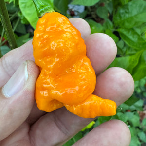 Dystopia Yellow - Seeds