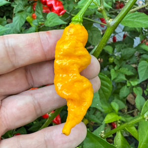 Dystopia Yellow - Seeds