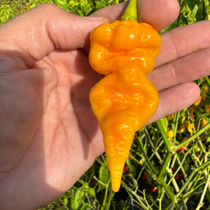 Faddas Big Yellow - Seeds