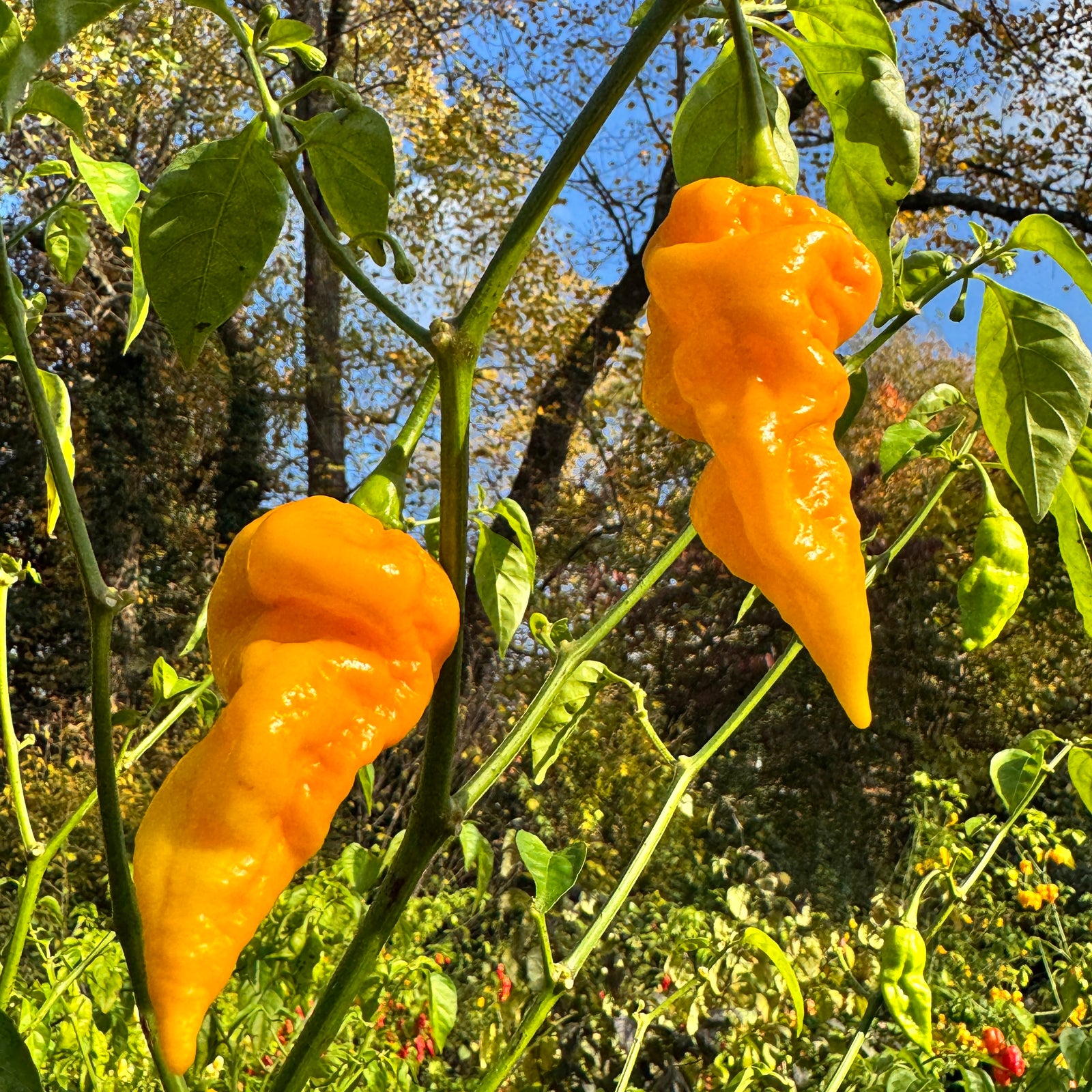 Faddas Big Yellow - Seeds