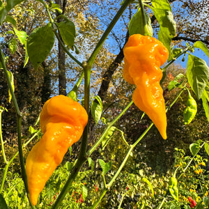 Faddas Big Yellow - Seeds