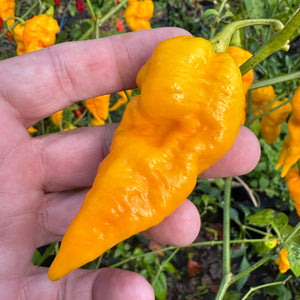 Faddas Big Yellow - Seeds