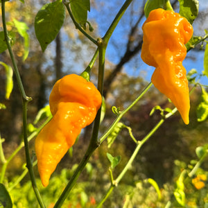 Faddas Big Yellow - Seeds