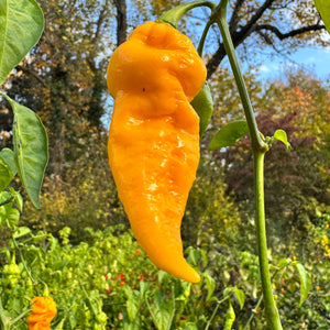 Faddas Big Yellow - Seeds