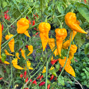 Faddas Big Yellow - Seeds