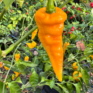 Faddas Big Yellow - Seeds