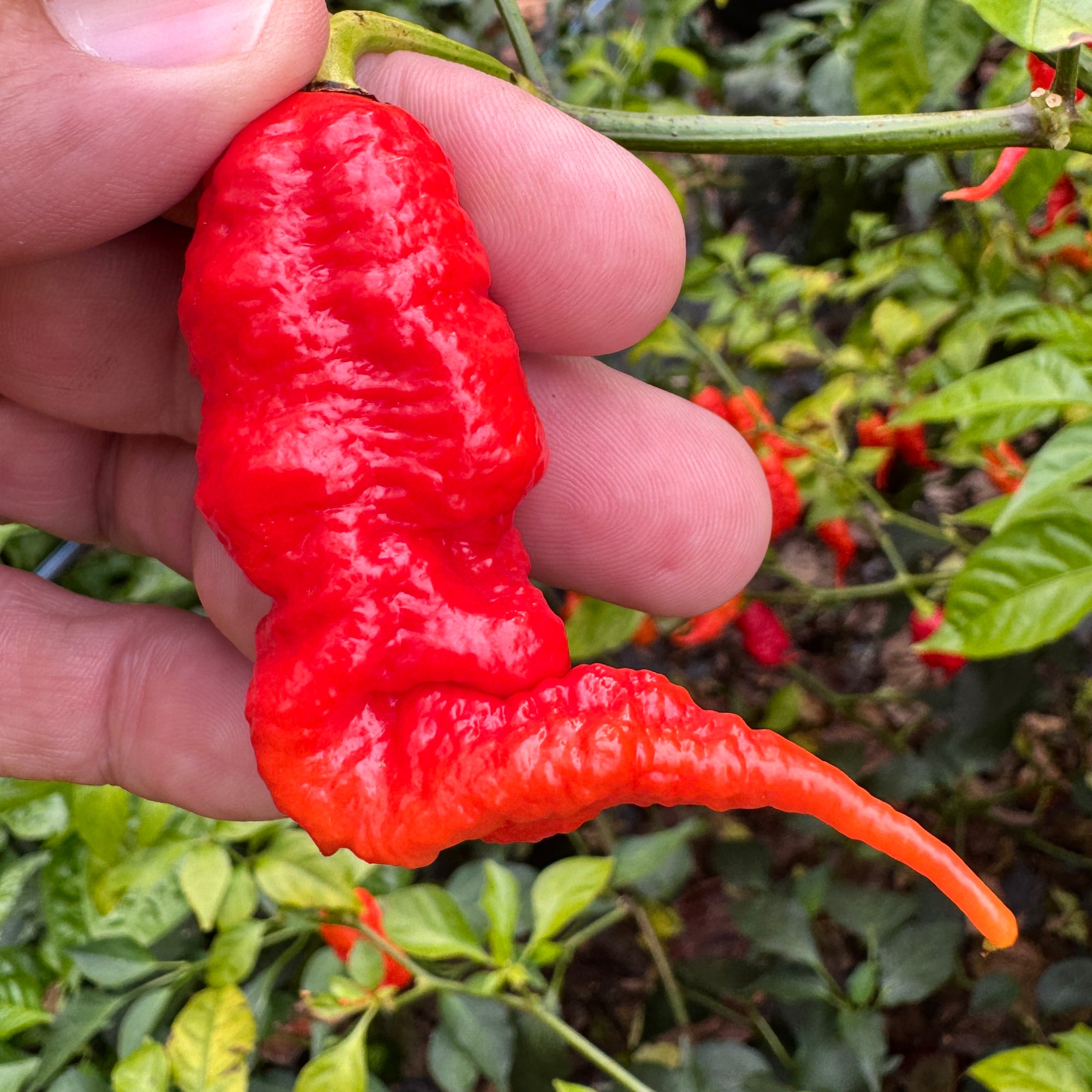 Faddas Poison Tail Red - Seeds