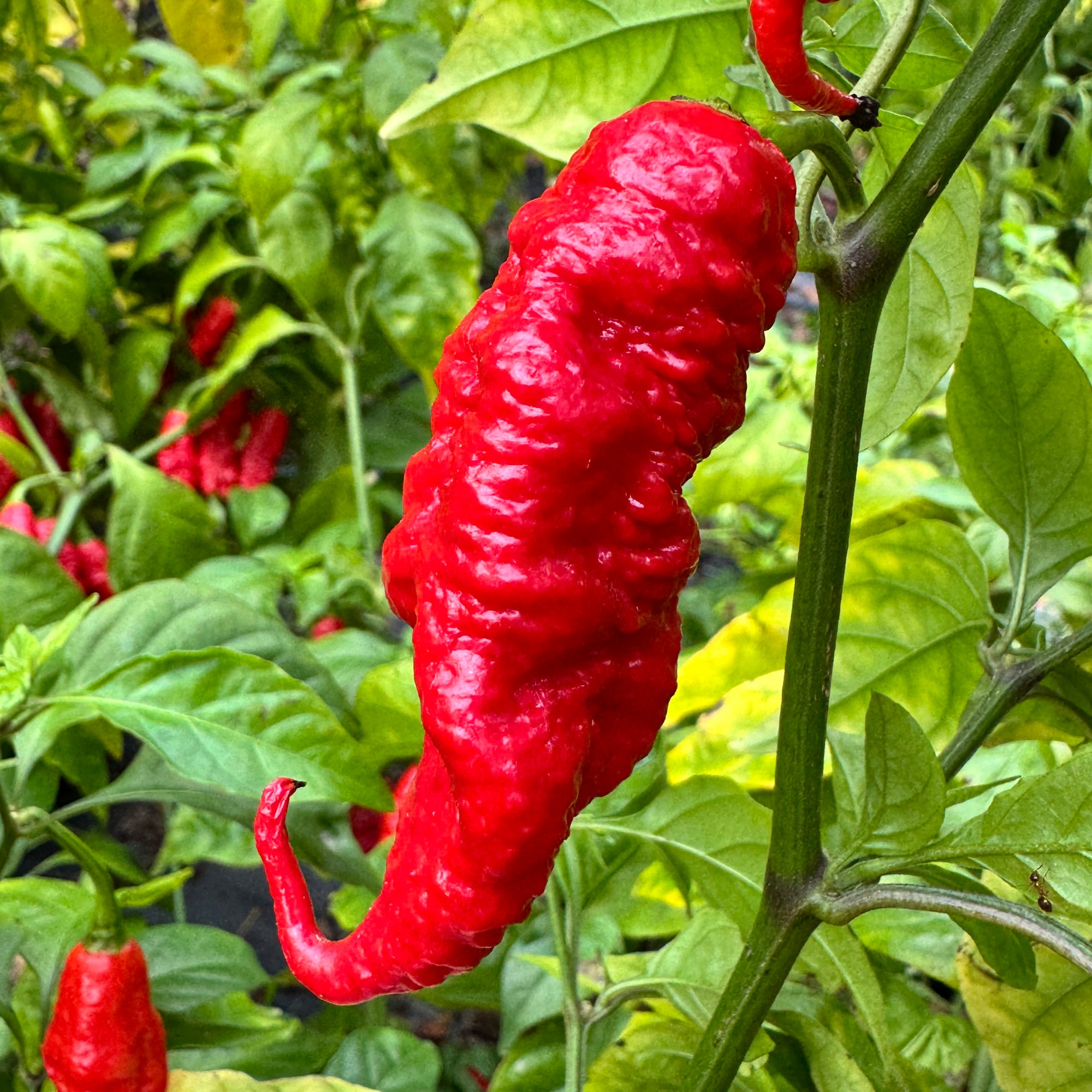 Faddas Poison Tail Red - Seeds