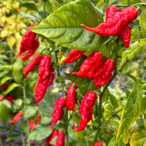 Faddas Poison Tail Red - Seeds