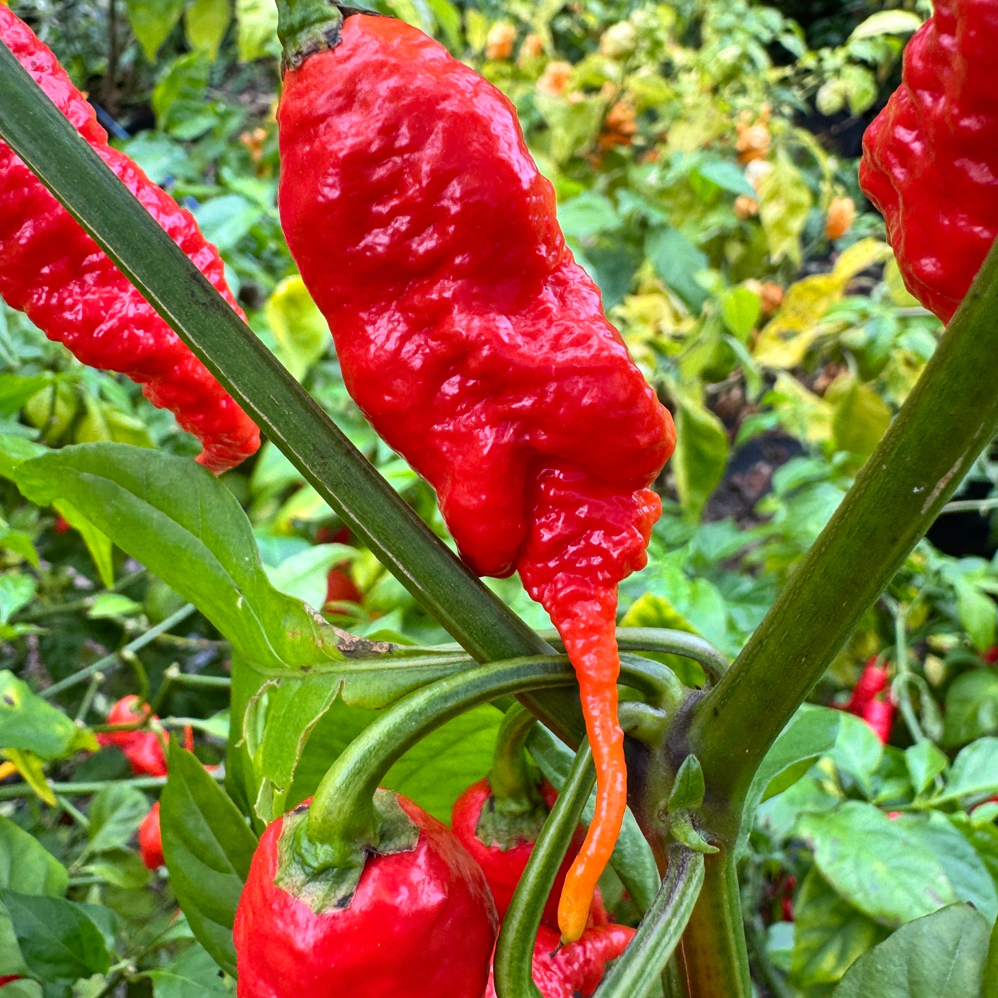 scorpion tail plant seeds Faddas Poison Tail Red