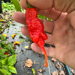 Faddas Poison Tail Red - Seeds