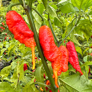 Faddas Poison Tail Red - Seeds