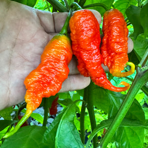 Faddas Poison Tail Red - Seeds