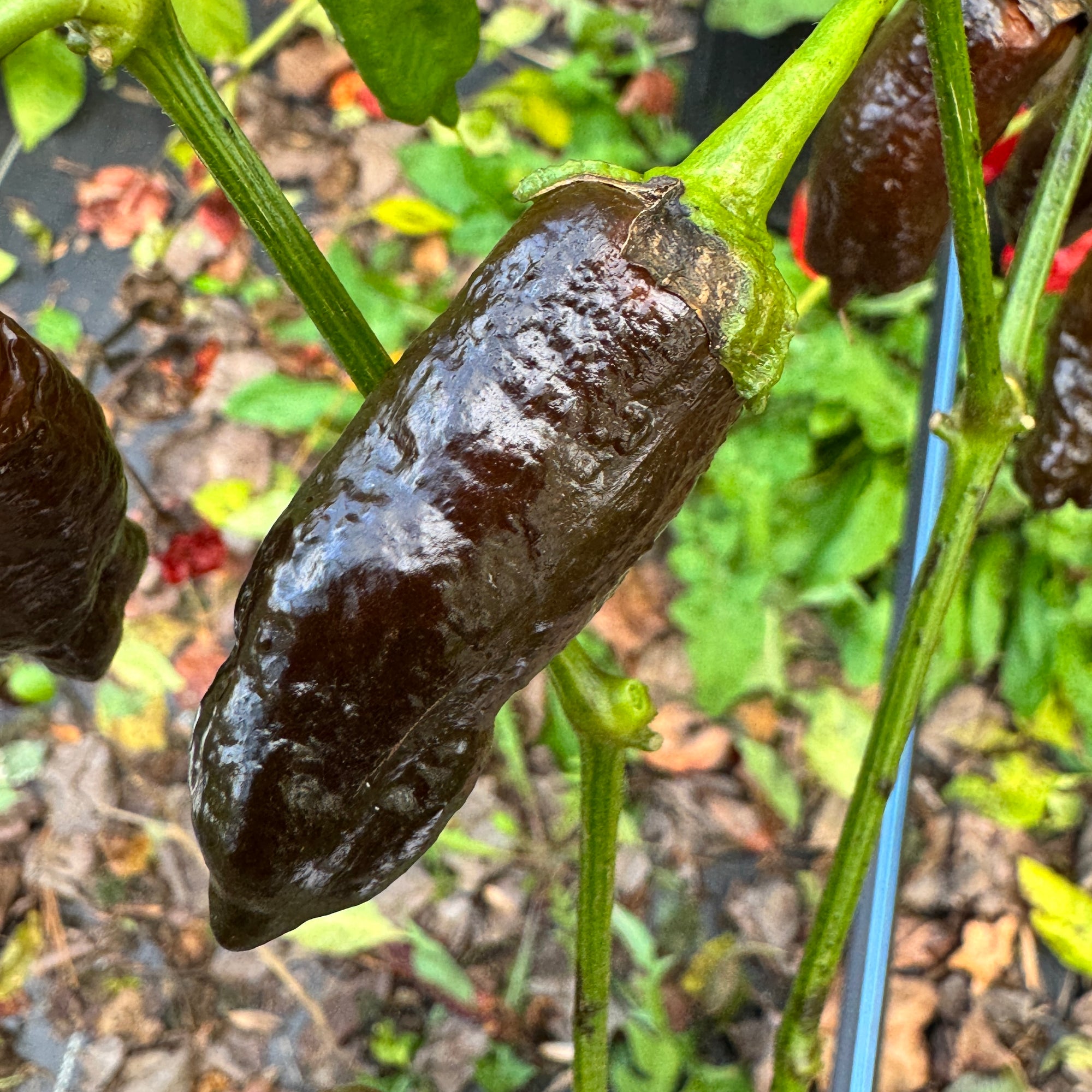 Frankenstein BBG7 Chocolate  - Seeds