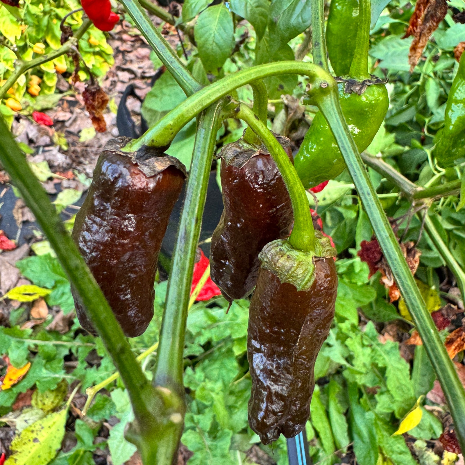 Frankenstein BBG7 Chocolate  - Seeds