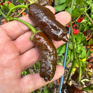 Frankenstein BBG7 Chocolate  - Seeds