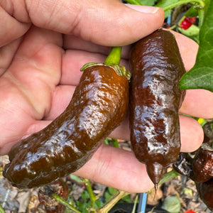 Frankenstein BBG7 Chocolate  - Seeds