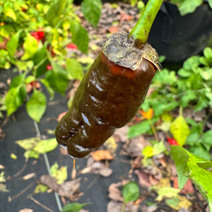 Frankenstein BBG7 Chocolate  - Seeds