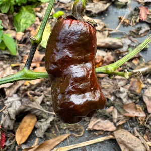 Frankenstein BBG7 Chocolate  - Seeds