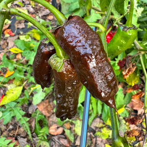 Frankenstein BBG7 Chocolate  - Seeds