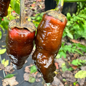 Frankenstein BBG7 Chocolate  - Seeds