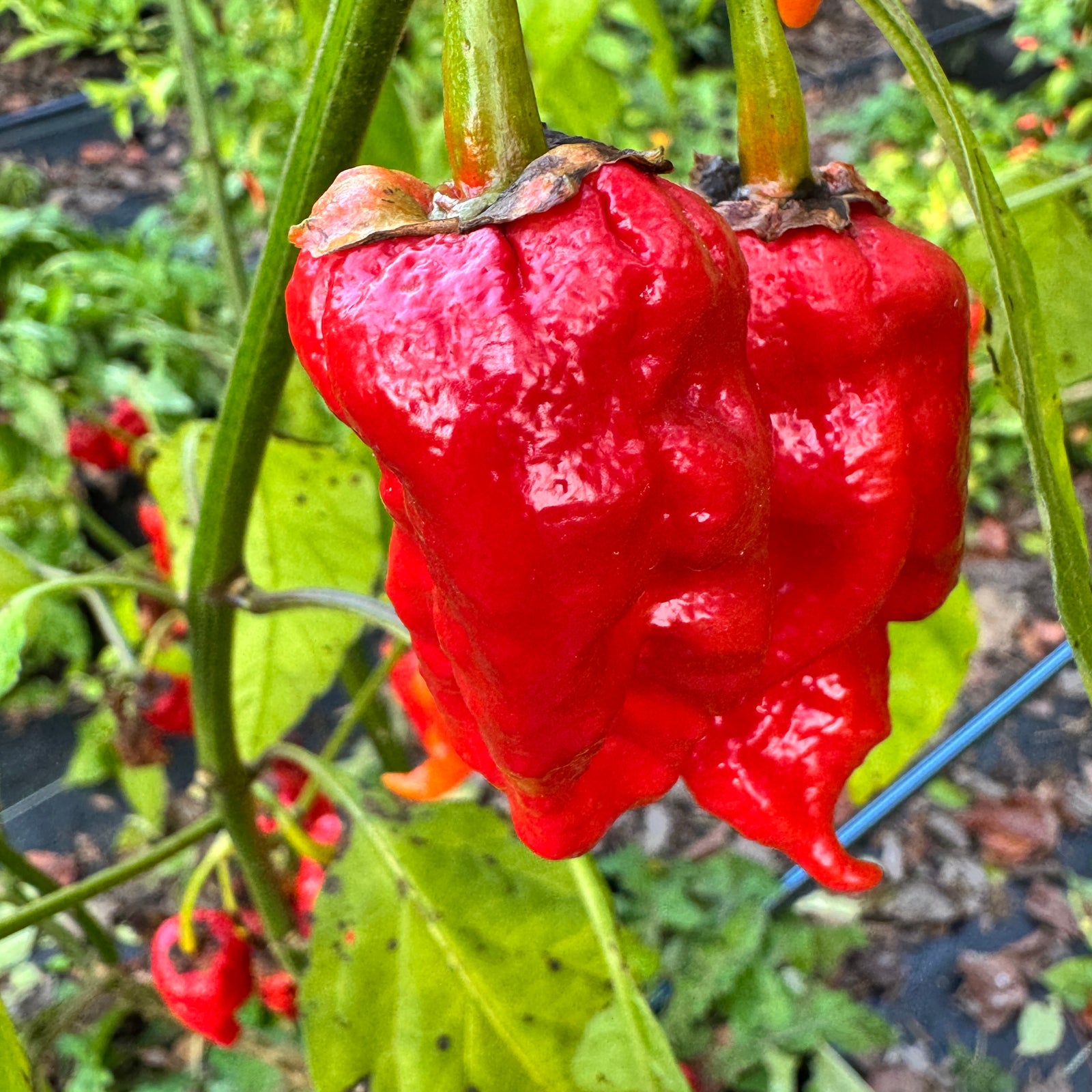 Frankenstein BBG7 Red - Seeds