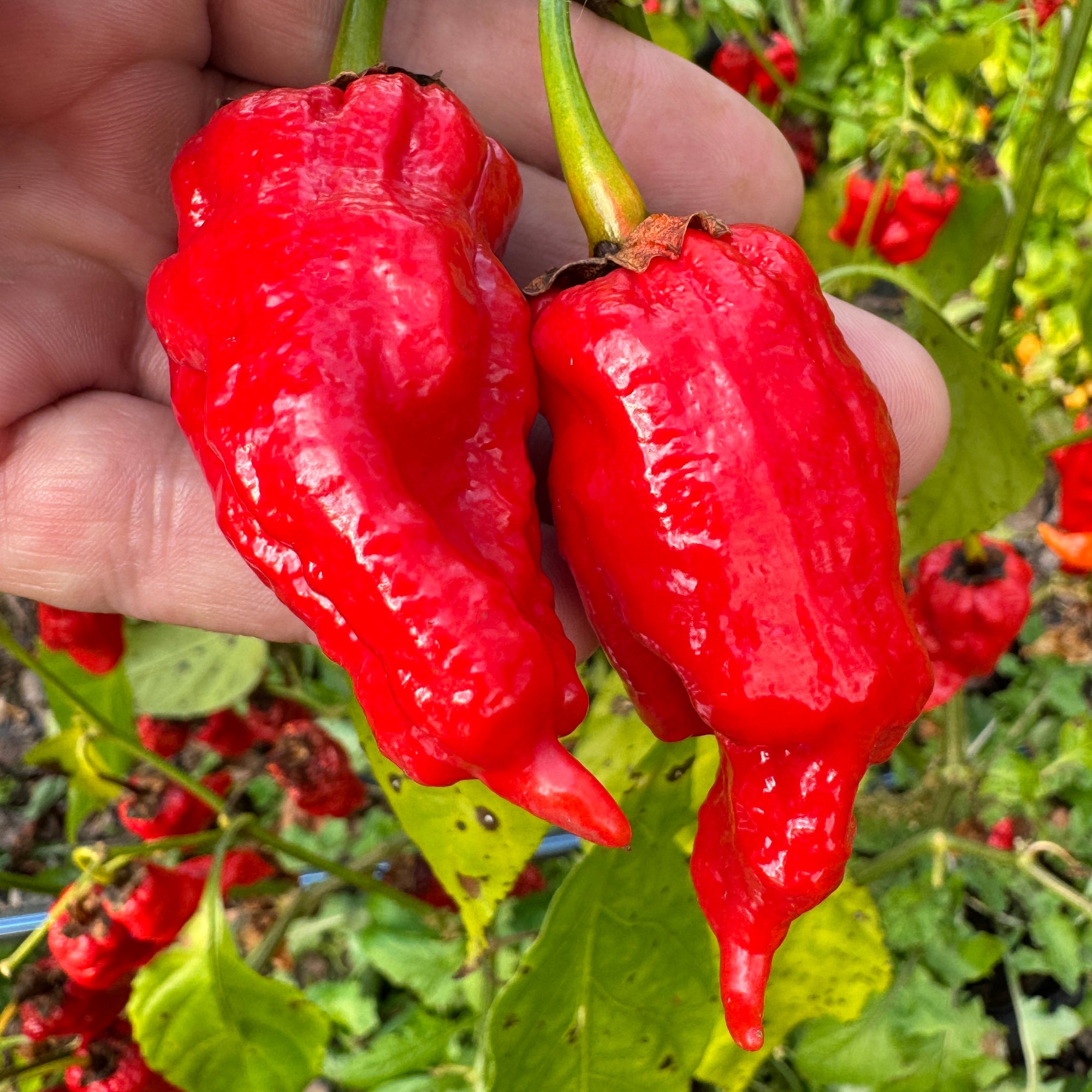 Frankenstein BBG7 Red - Seeds