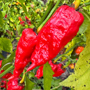 Frankenstein BBG7 Red - Seeds