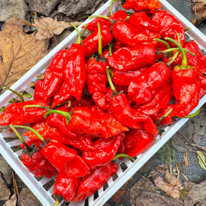 Frankenstein BBG7 Red - Seeds