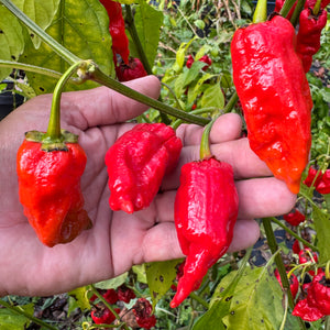 Frankenstein BBG7 Red - Seeds