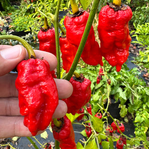 Frankenstein BBG7 Red - Seeds