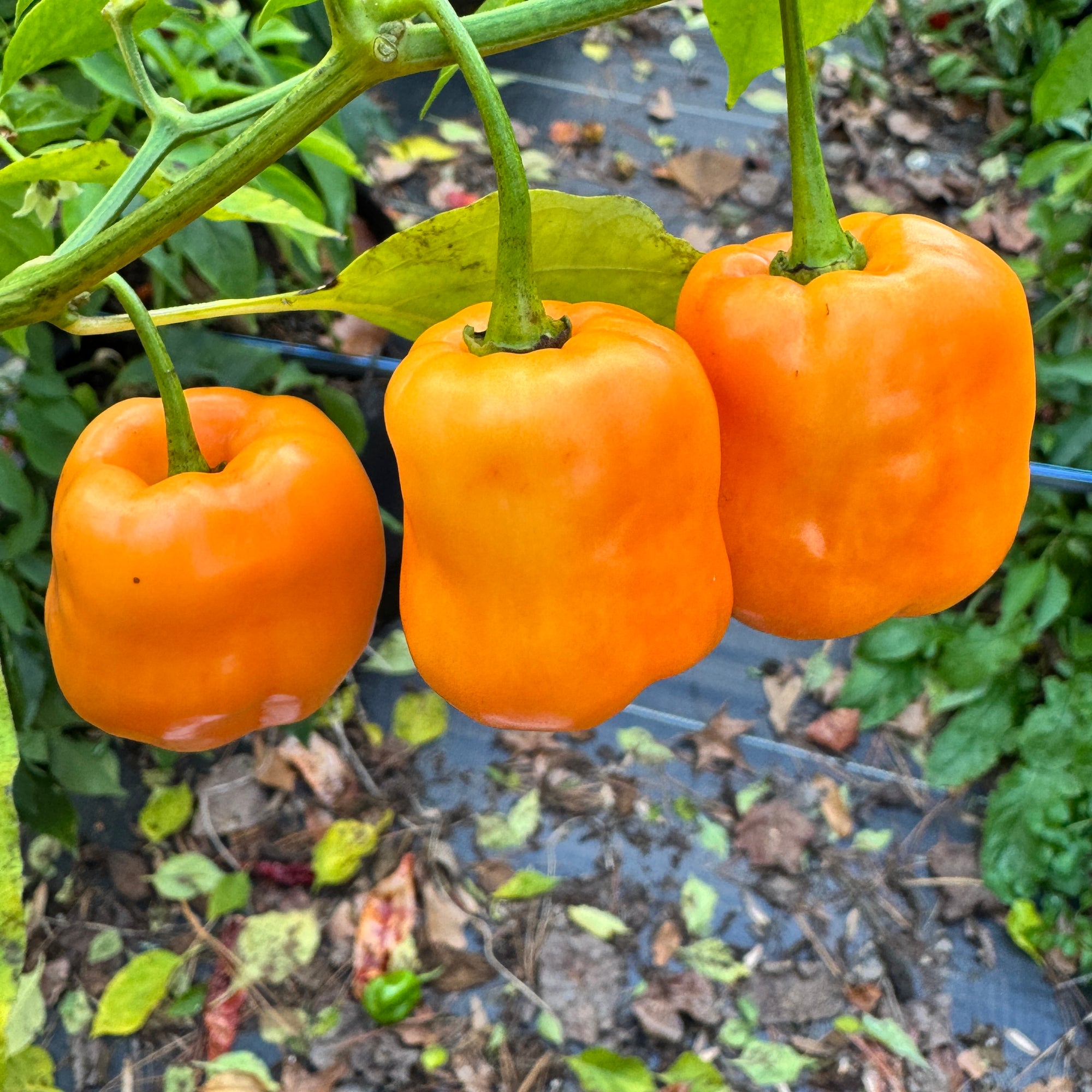 Georgia Peach - Seeds