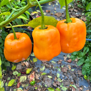 Georgia Peach - Seeds